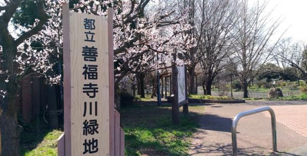 　善福寺川緑地（公園）／250m　
